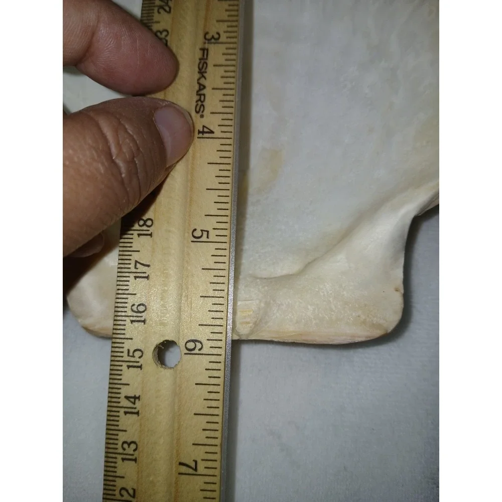 Original Jumbo XL Sea Scallop Shells Lot 2 About 6 Inches Trinkets Crafts Dish